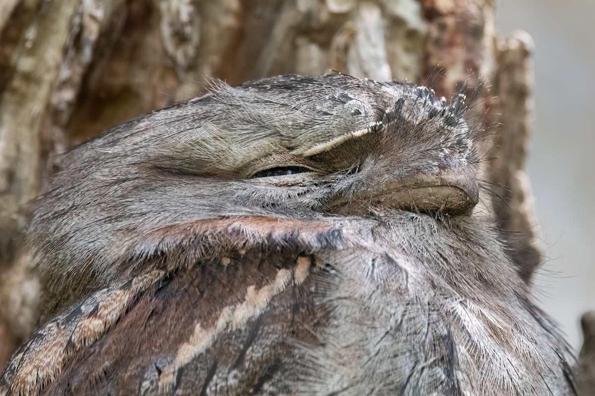 Eulenschwalm - ML646630803