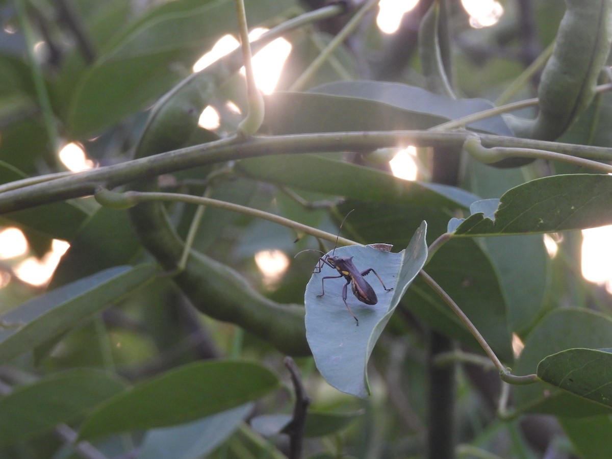 brown bean bug - ML646630808