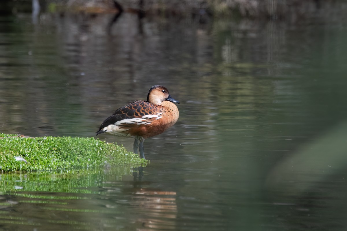 Wanderpfeifgans - ML646630809