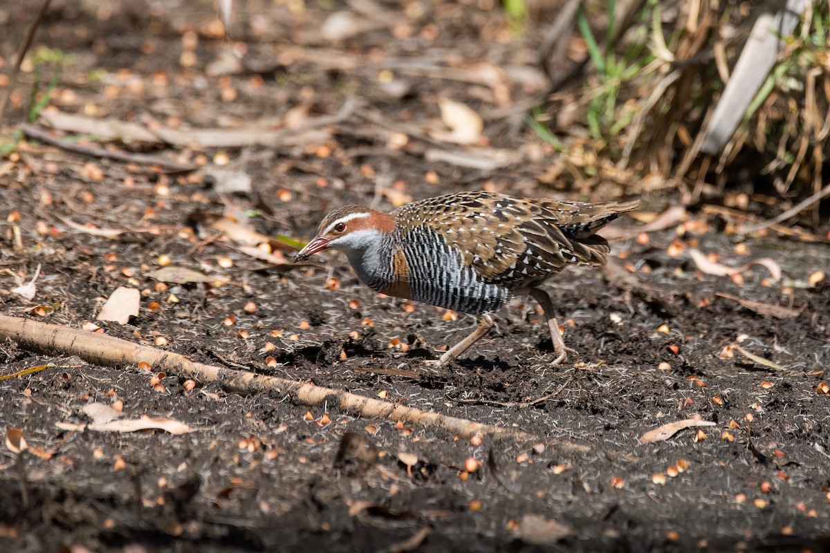 Bindenralle - ML646630815