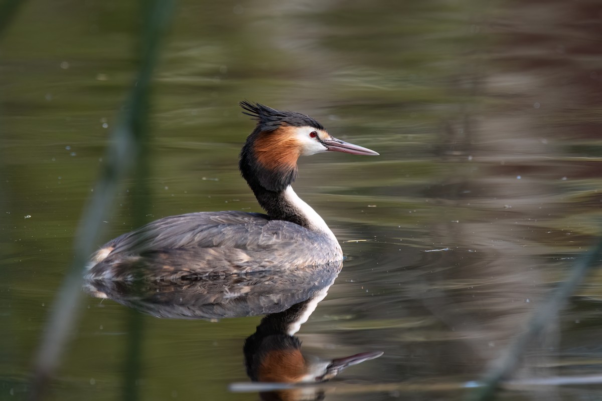 Haubentaucher - ML646630816