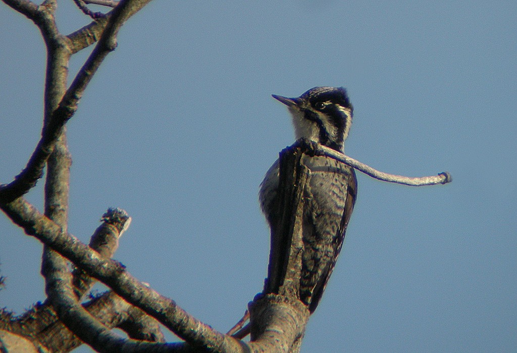 Eurasian Three-toed Woodpecker - ML646630817