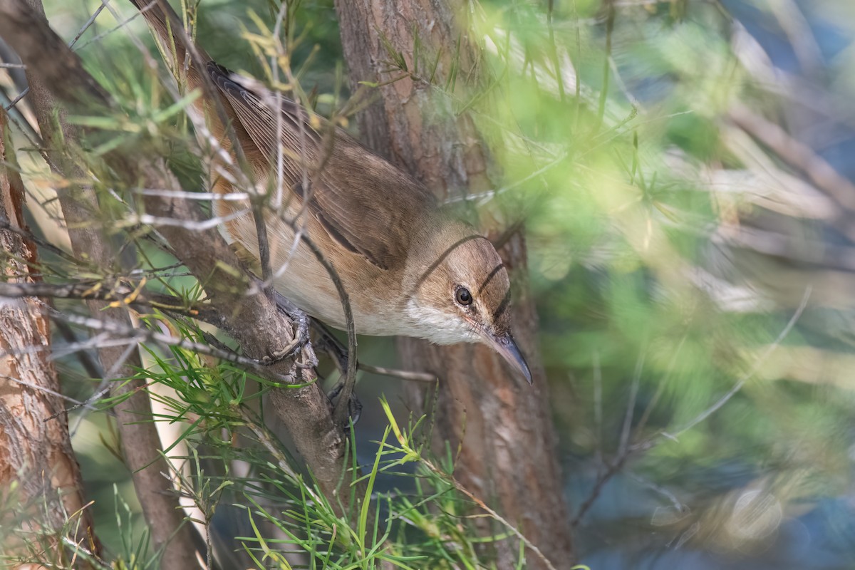 Australrohrsänger - ML646630820