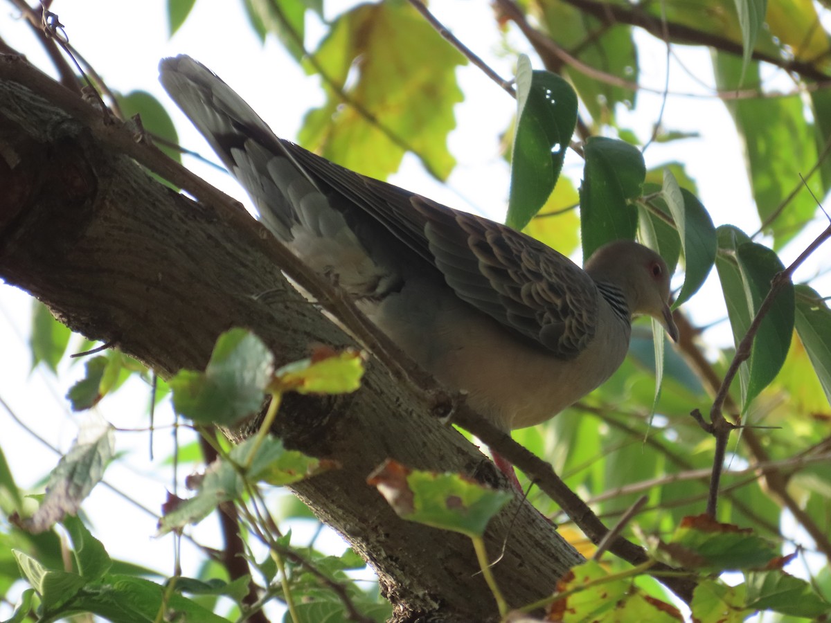 Oriental Turtle-Dove - ML646630822