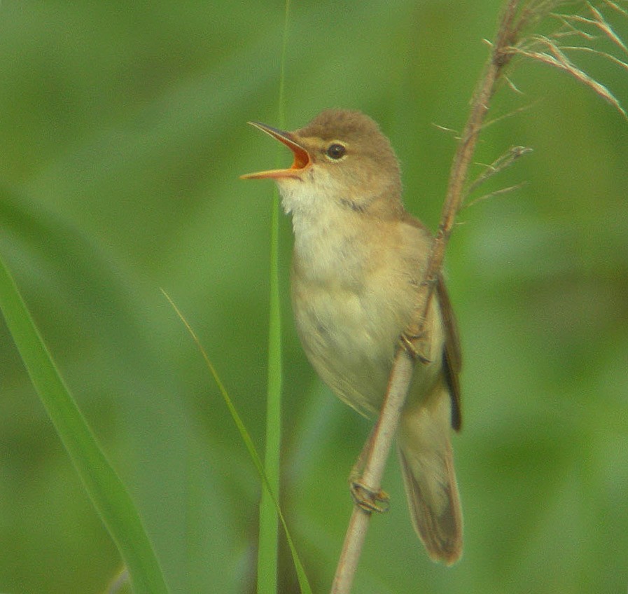 Common Reed Warbler - ML646630825