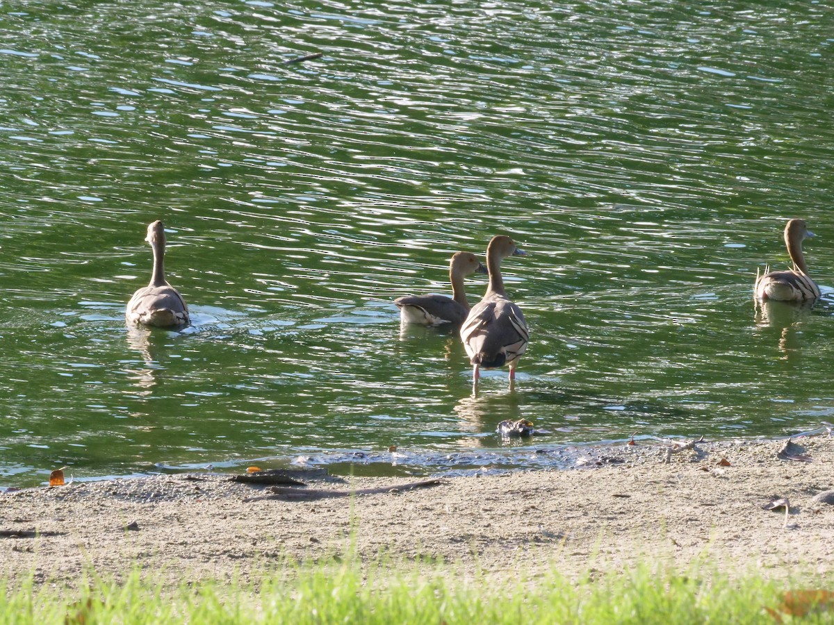 Gelbfuß-Pfeifgans - ML646630828