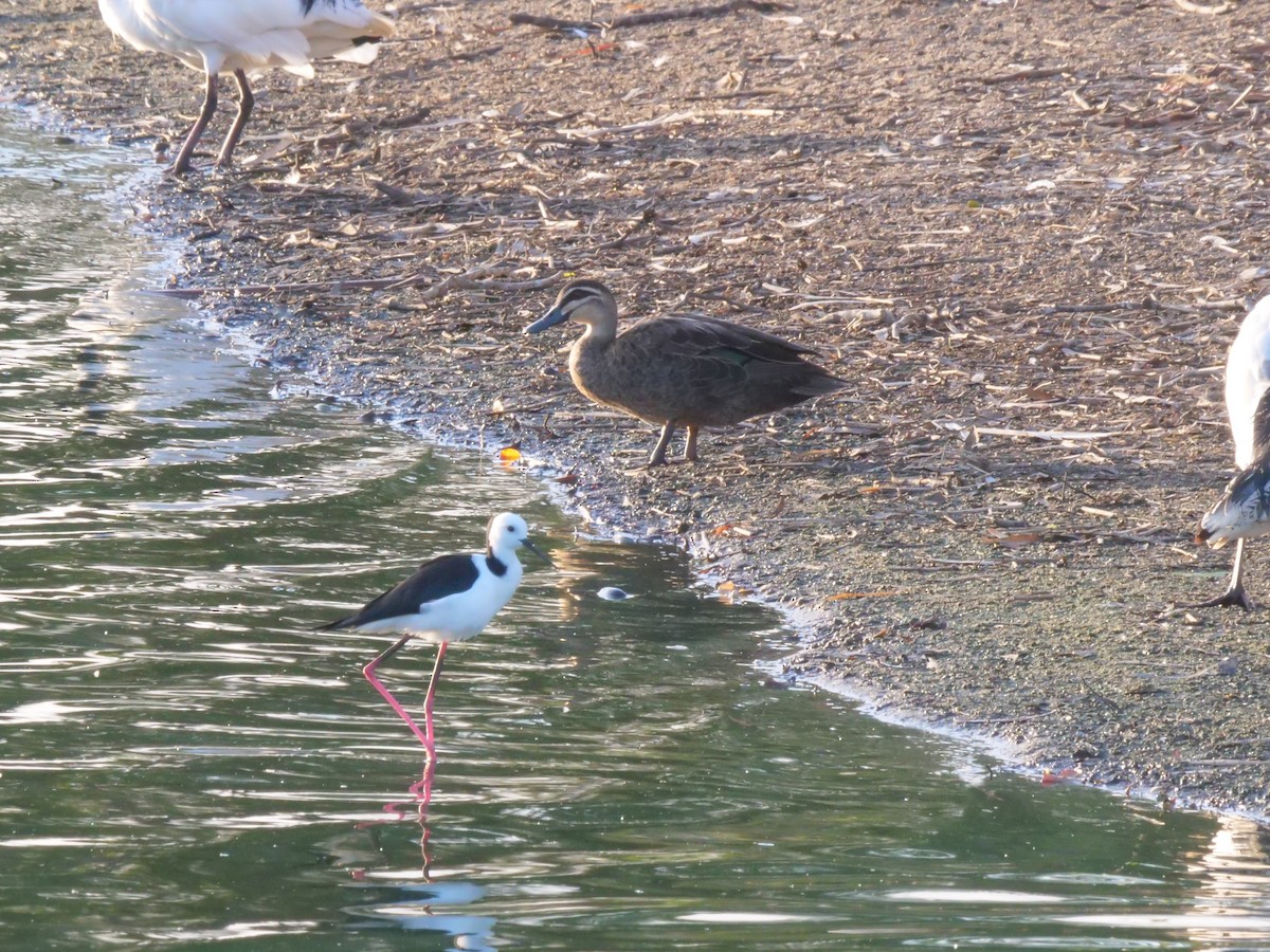 Augenbrauenente - ML646630831