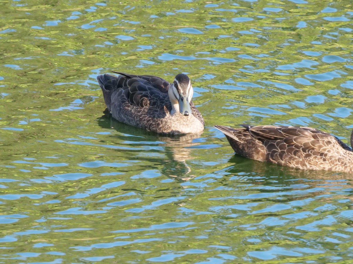 Augenbrauenente - ML646630832