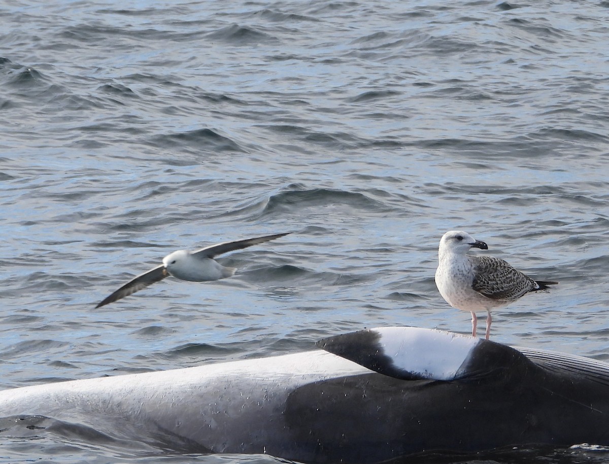 動物界 - ML646630833