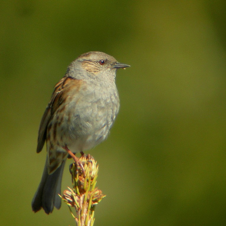 Heckenbraunelle - ML646630834