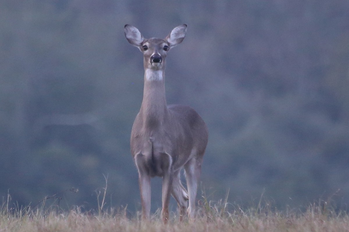 White-tailed Deer - ML646630835