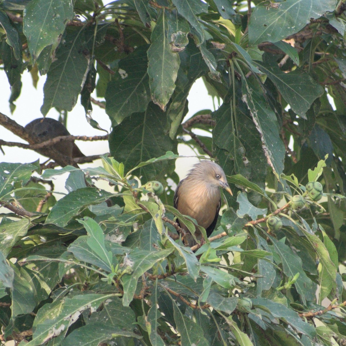 Graukopfstar - ML646630836