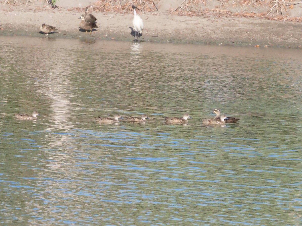 Australente - ML646630837