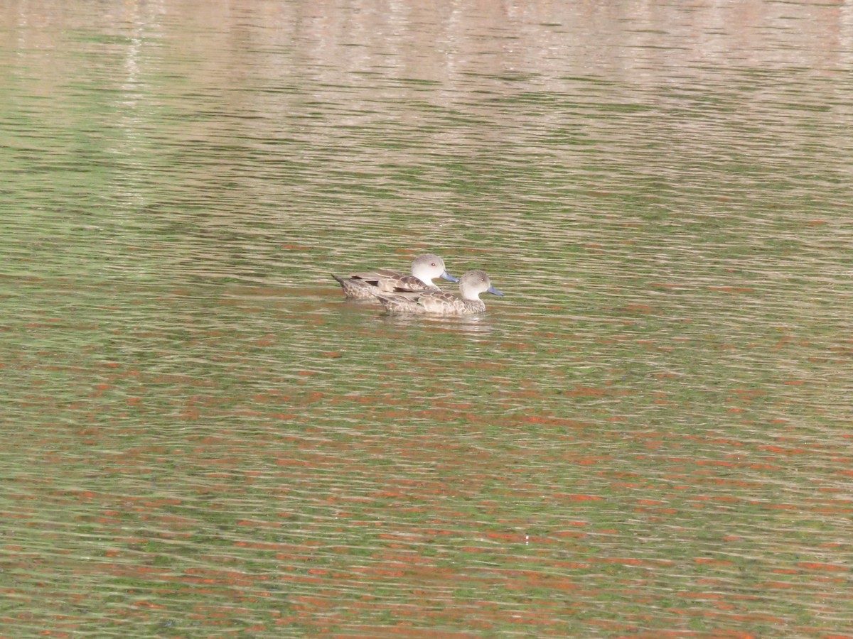 Australente - ML646630838