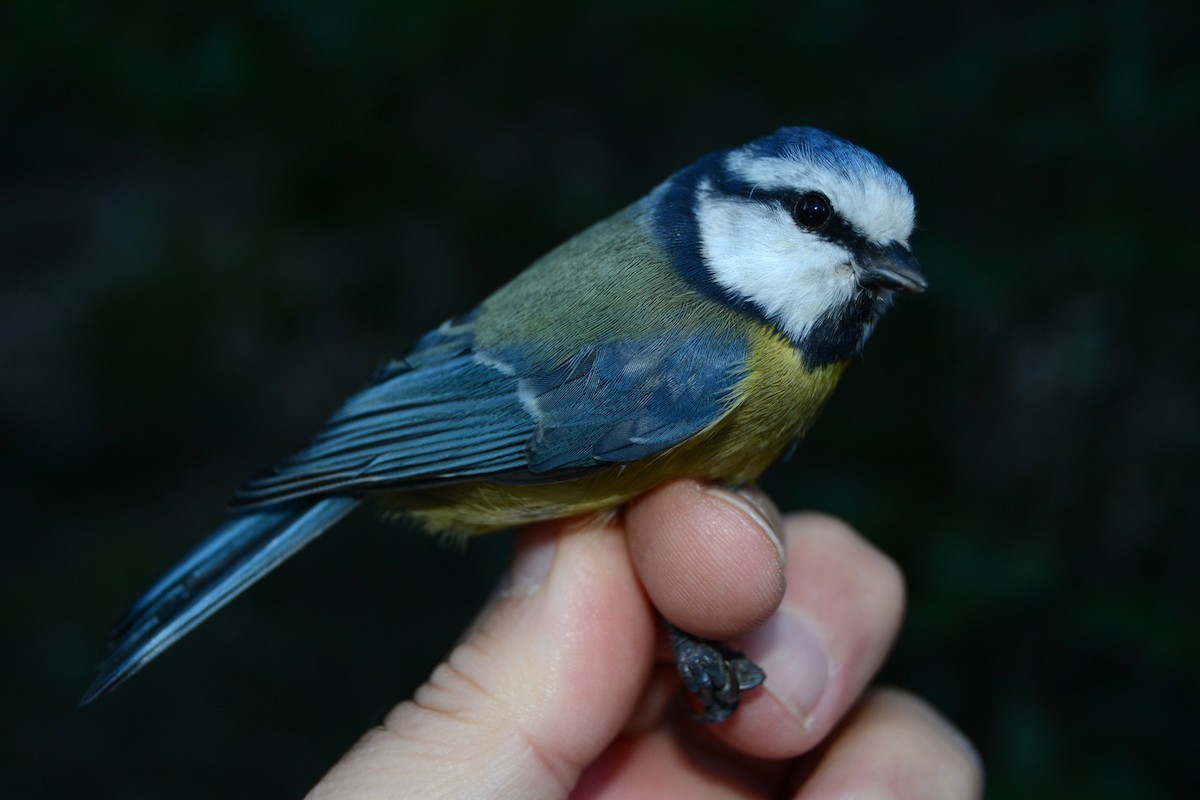 Blaumeise - ML646630839