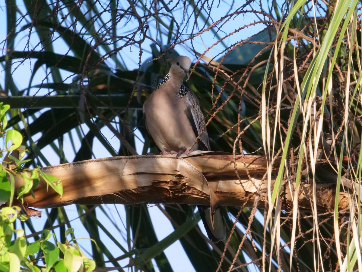 Perlhalstaube - ML646630840