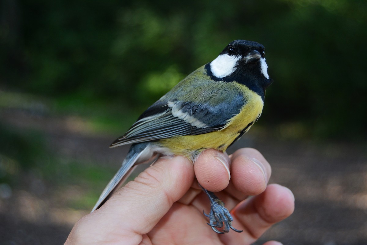 Kohlmeise - ML646630841