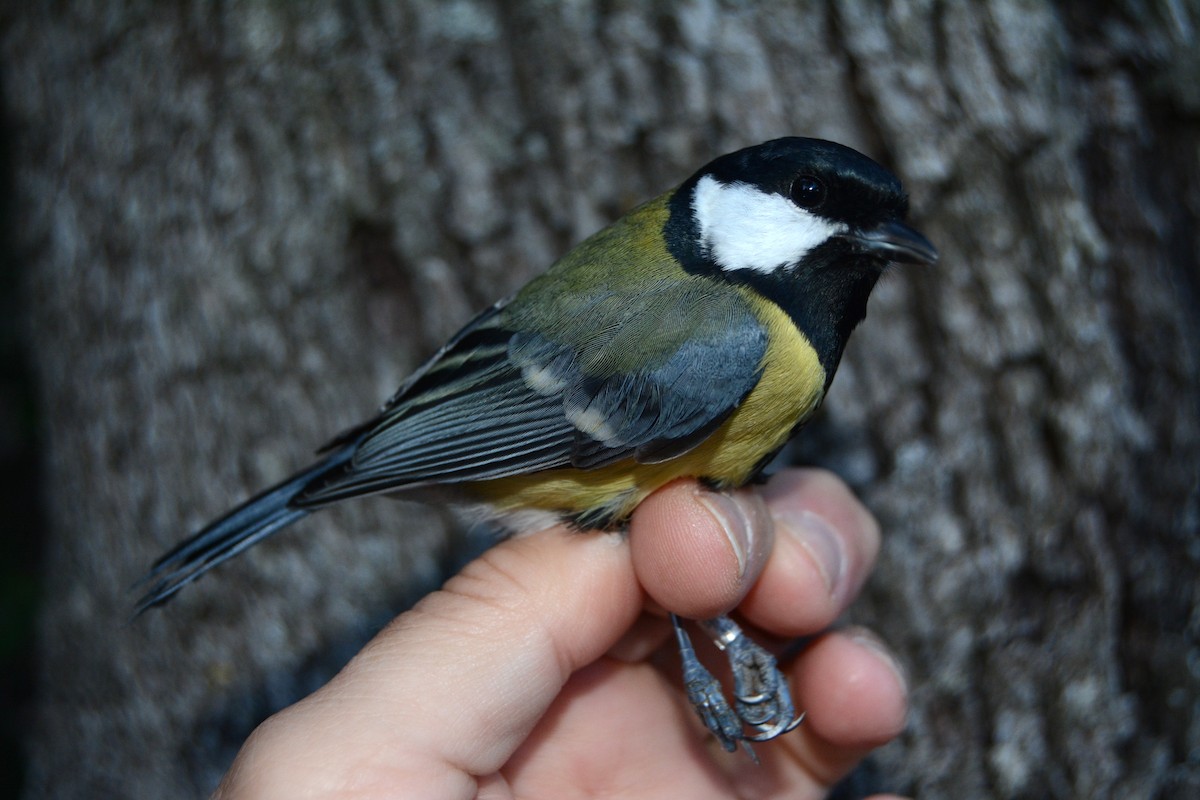 Kohlmeise - ML646630842