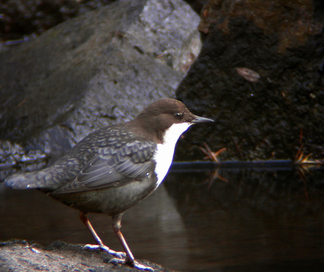 Wasseramsel - ML646630844