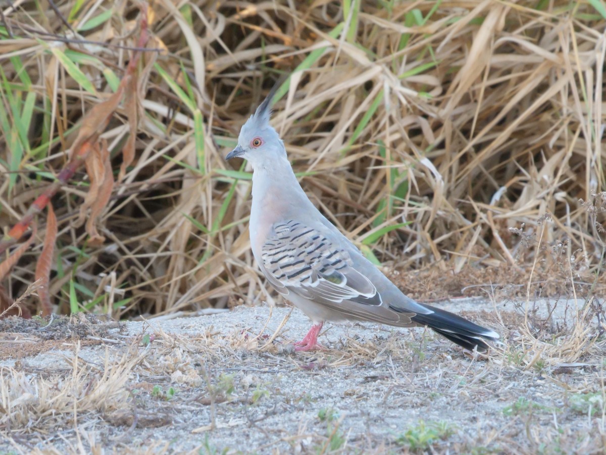 Spitzschopftaube - ML646630845