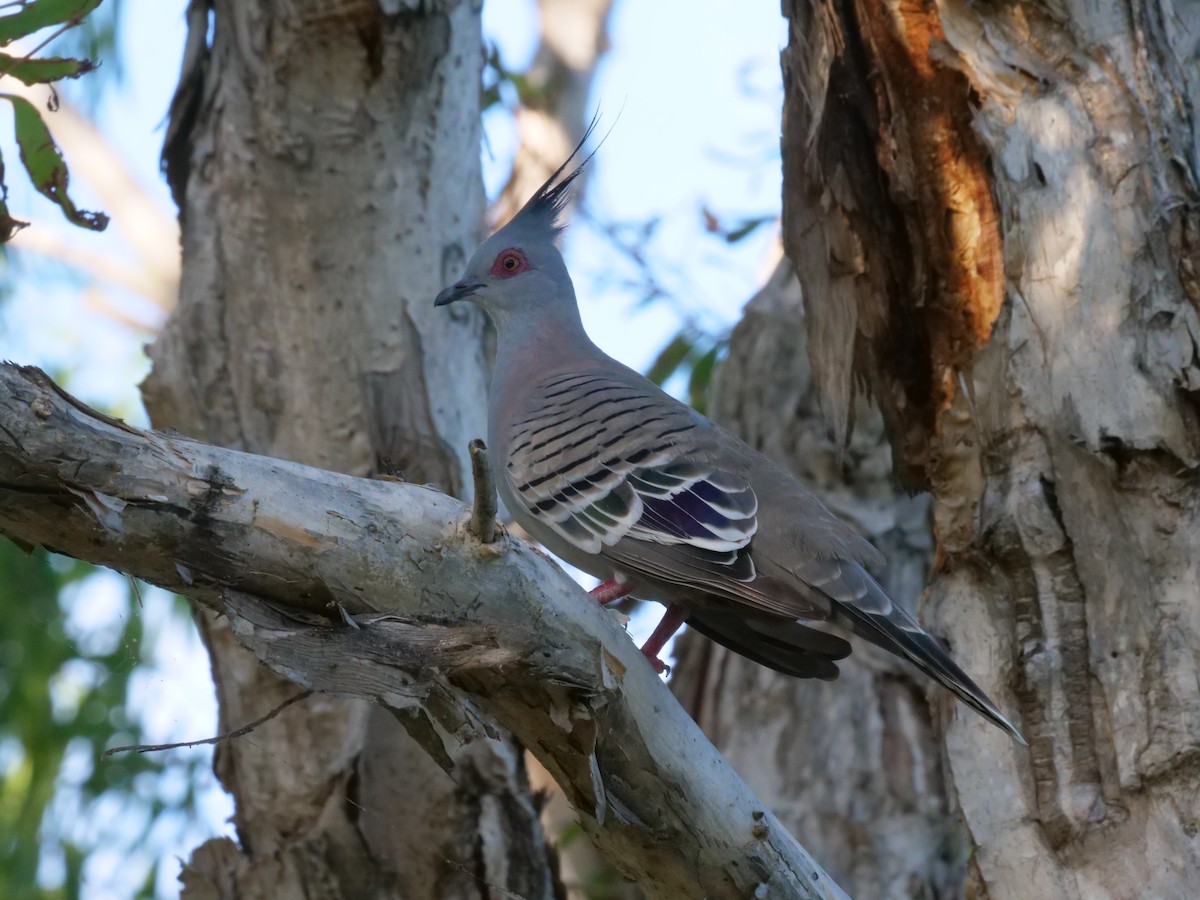 Spitzschopftaube - ML646630846