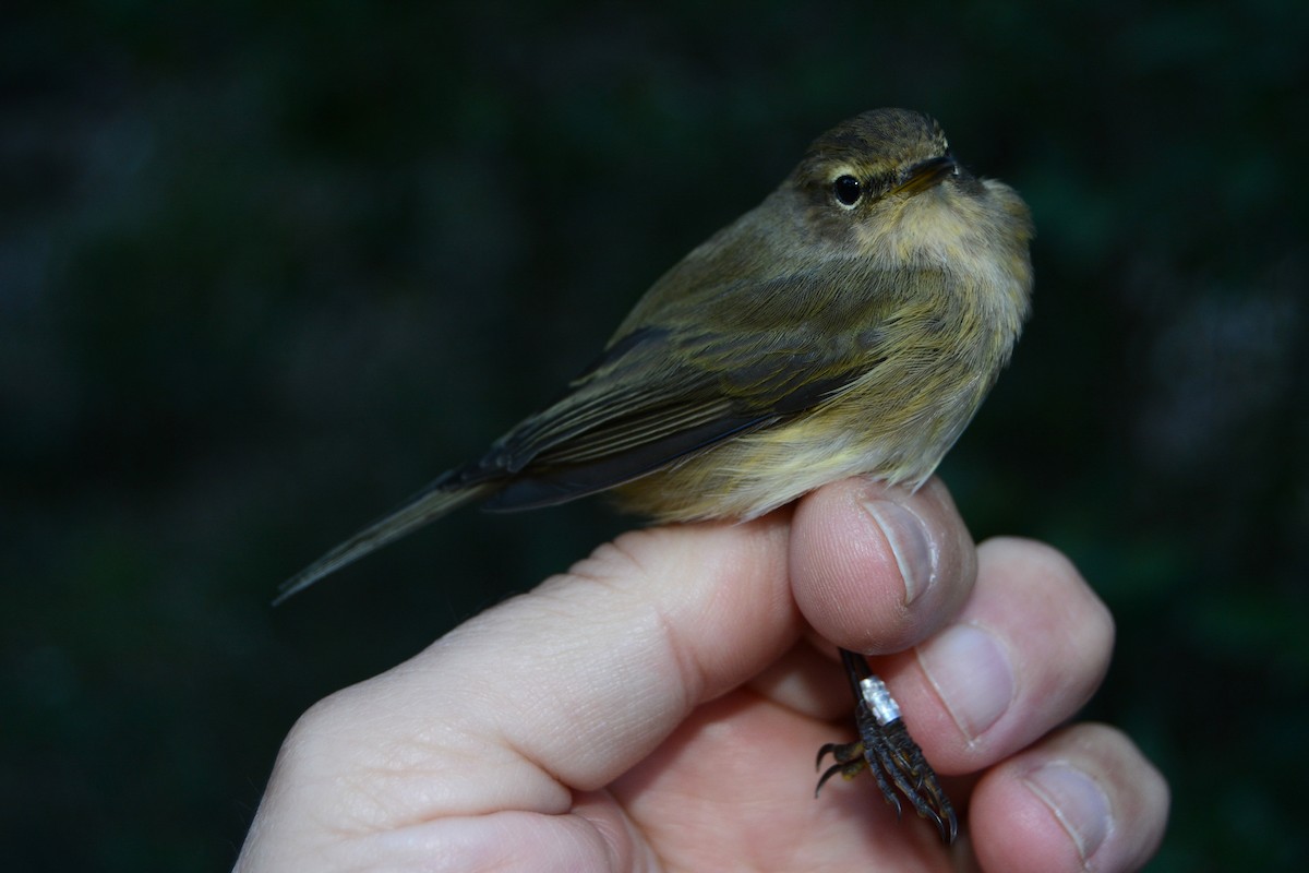 Zilpzalp - ML646630847