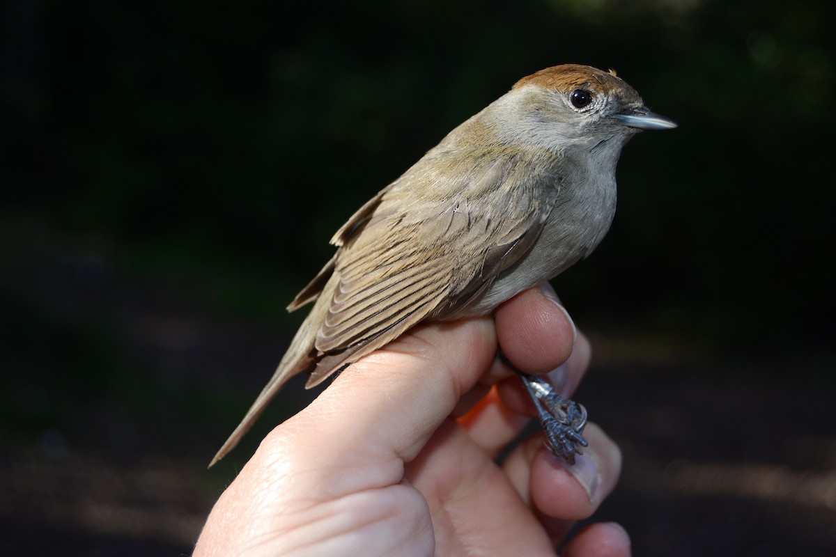 Mönchsgrasmücke - ML646630848