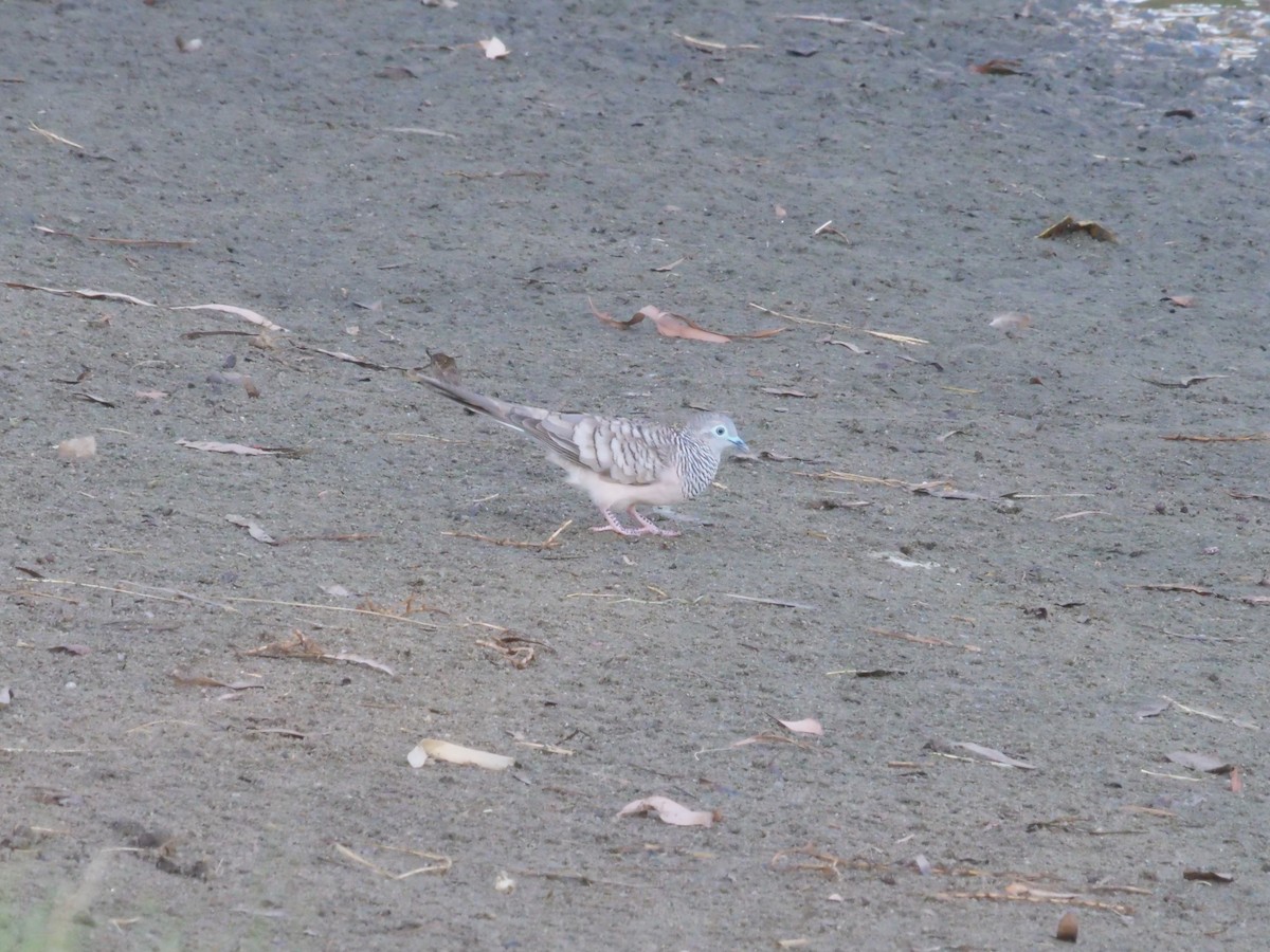 Friedenstäubchen - ML646630849