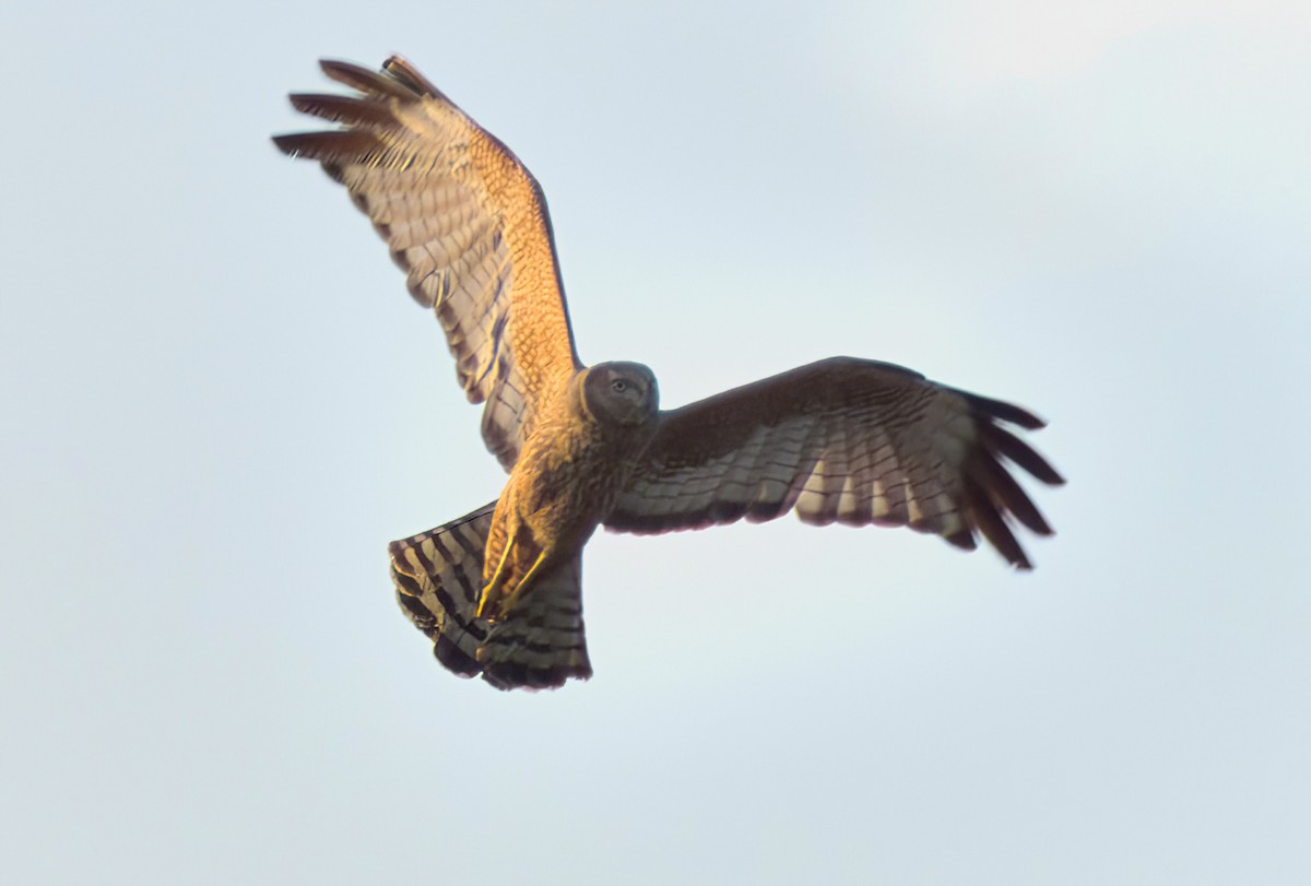 Fleckenweihe - ML646630850