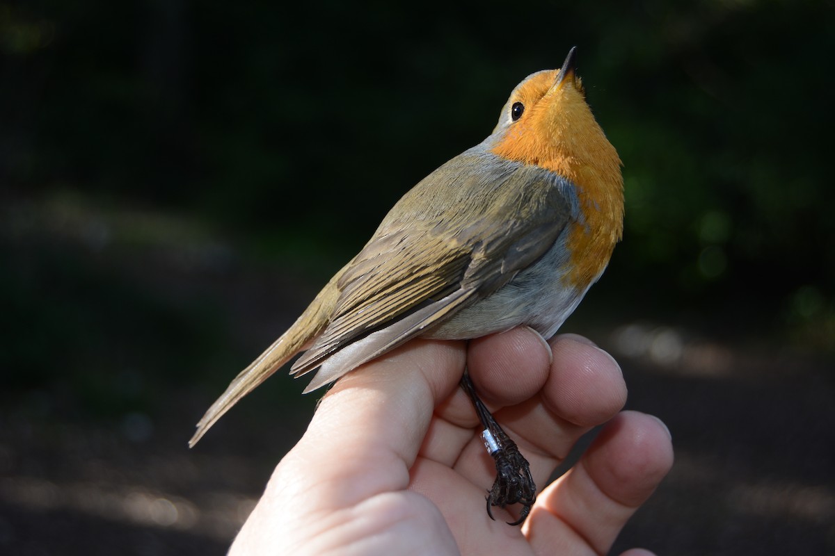 Rotkehlchen - ML646630851