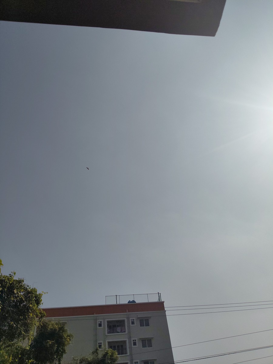 Schikrasperber - ML646630852