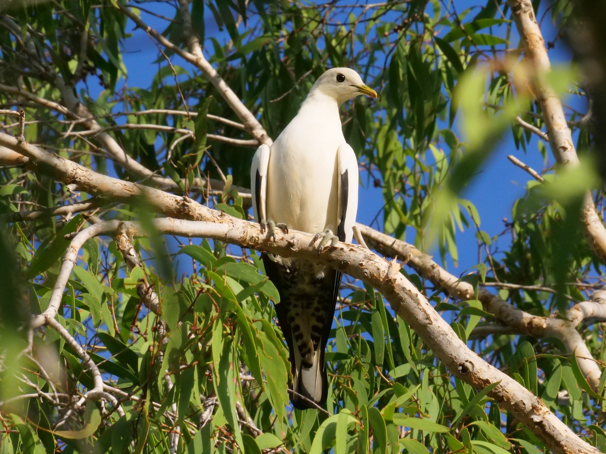 Kaiserfruchttaube - ML646630854