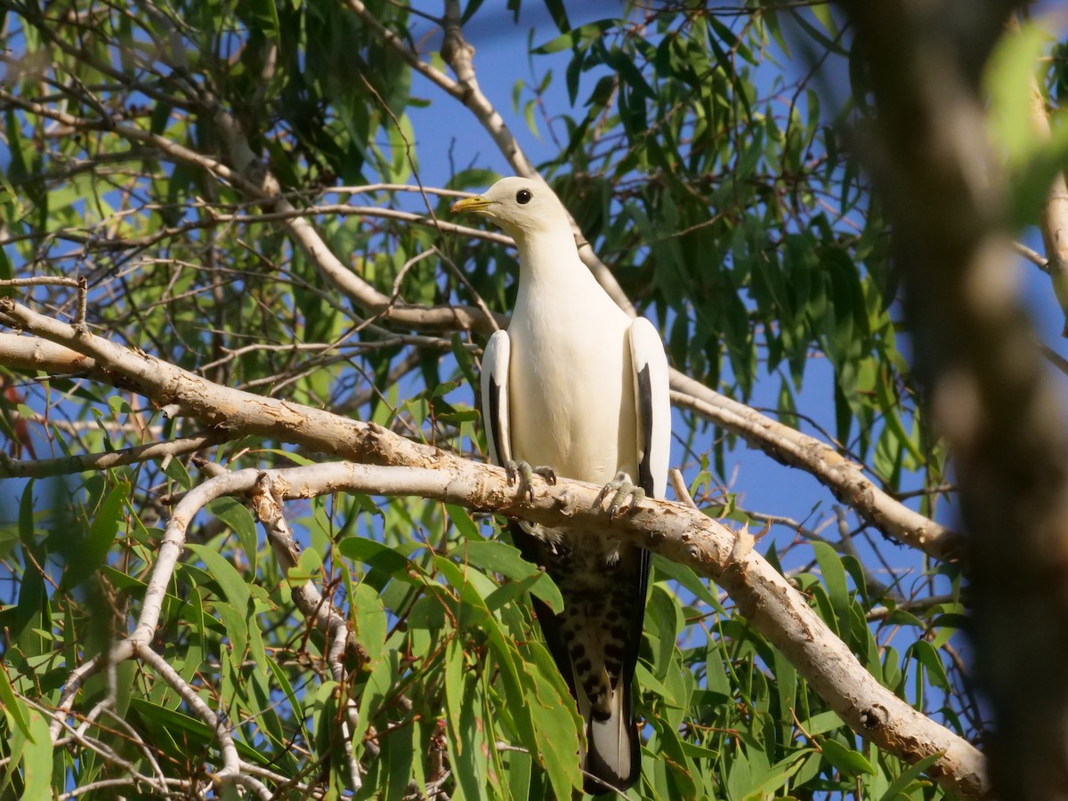 Kaiserfruchttaube - ML646630855
