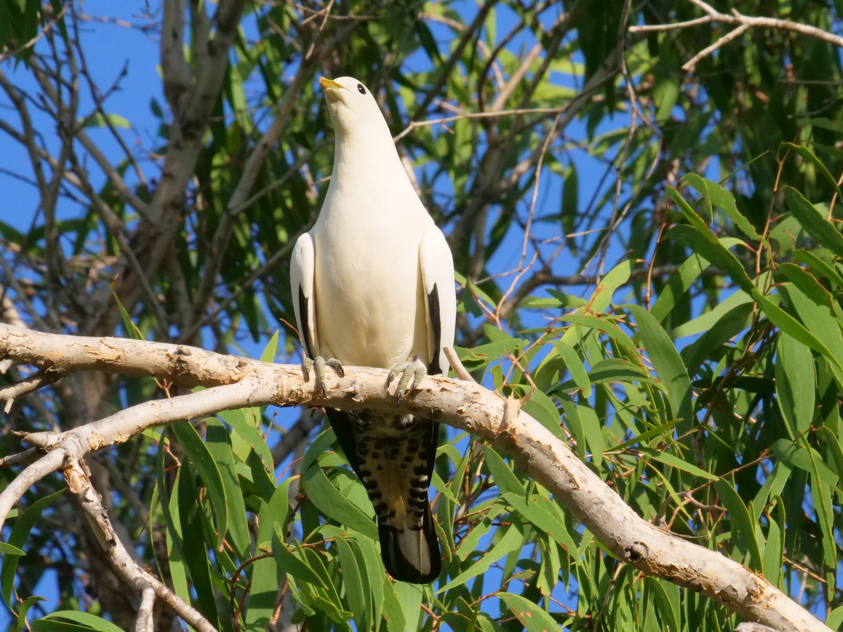 Kaiserfruchttaube - ML646630856