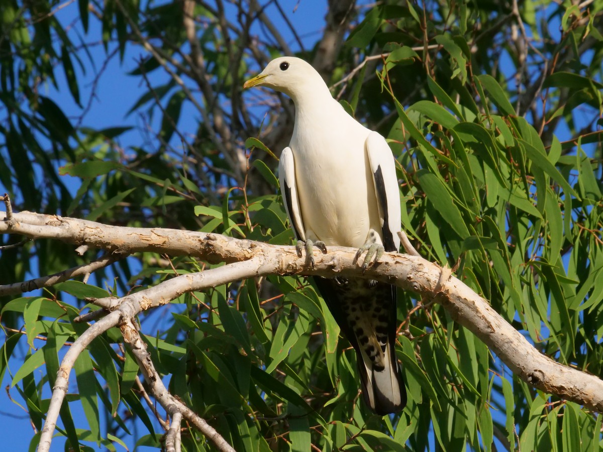 Kaiserfruchttaube - ML646630858