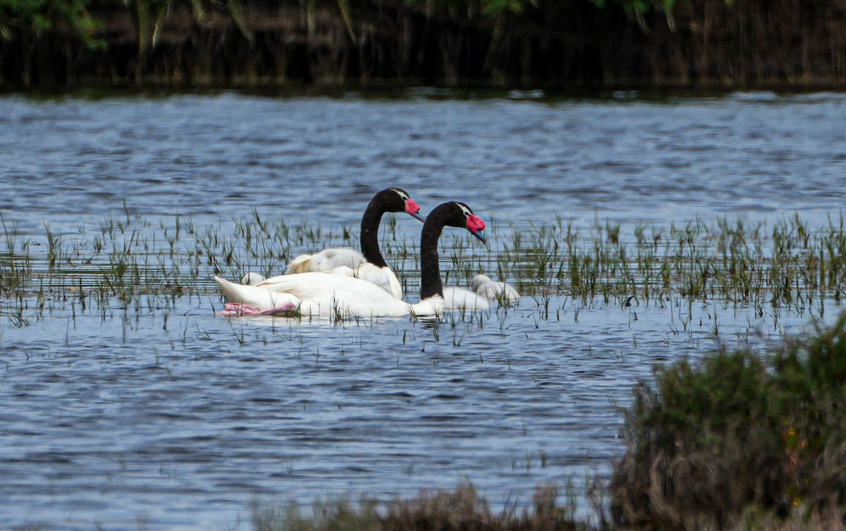 Schwarzhalsschwan - ML646630859