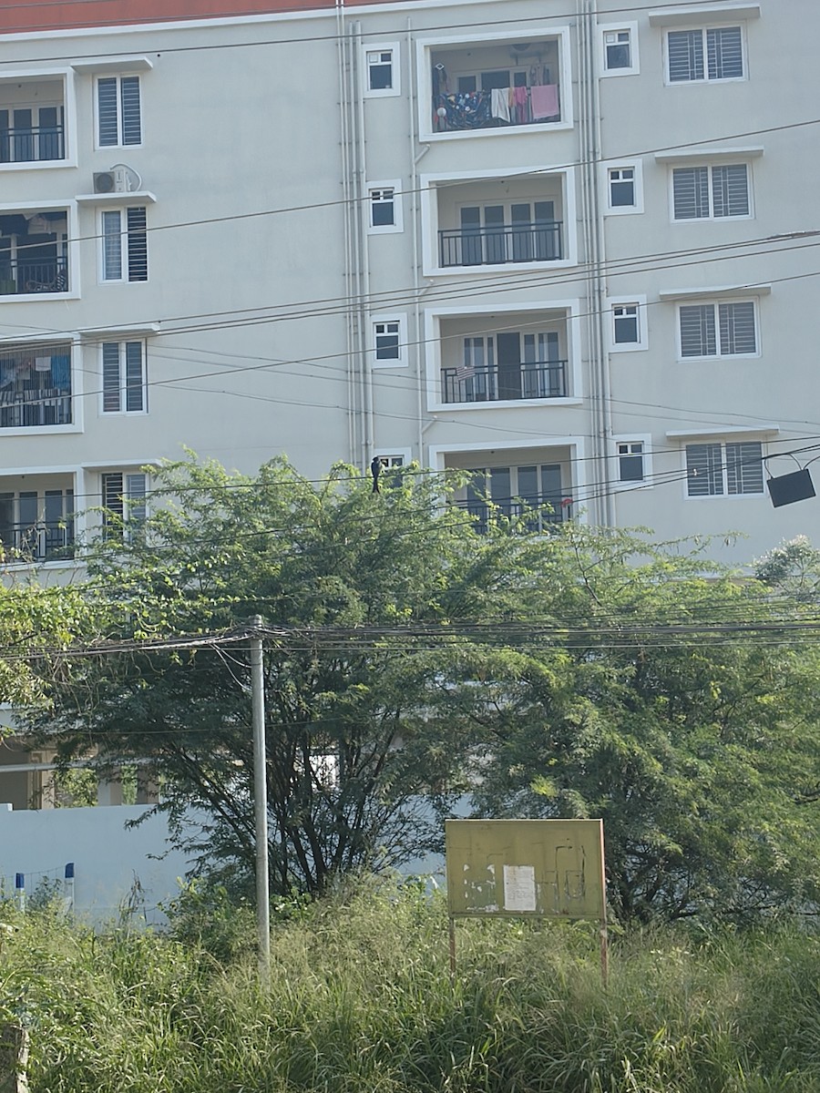 Königsdrongo - ML646630860