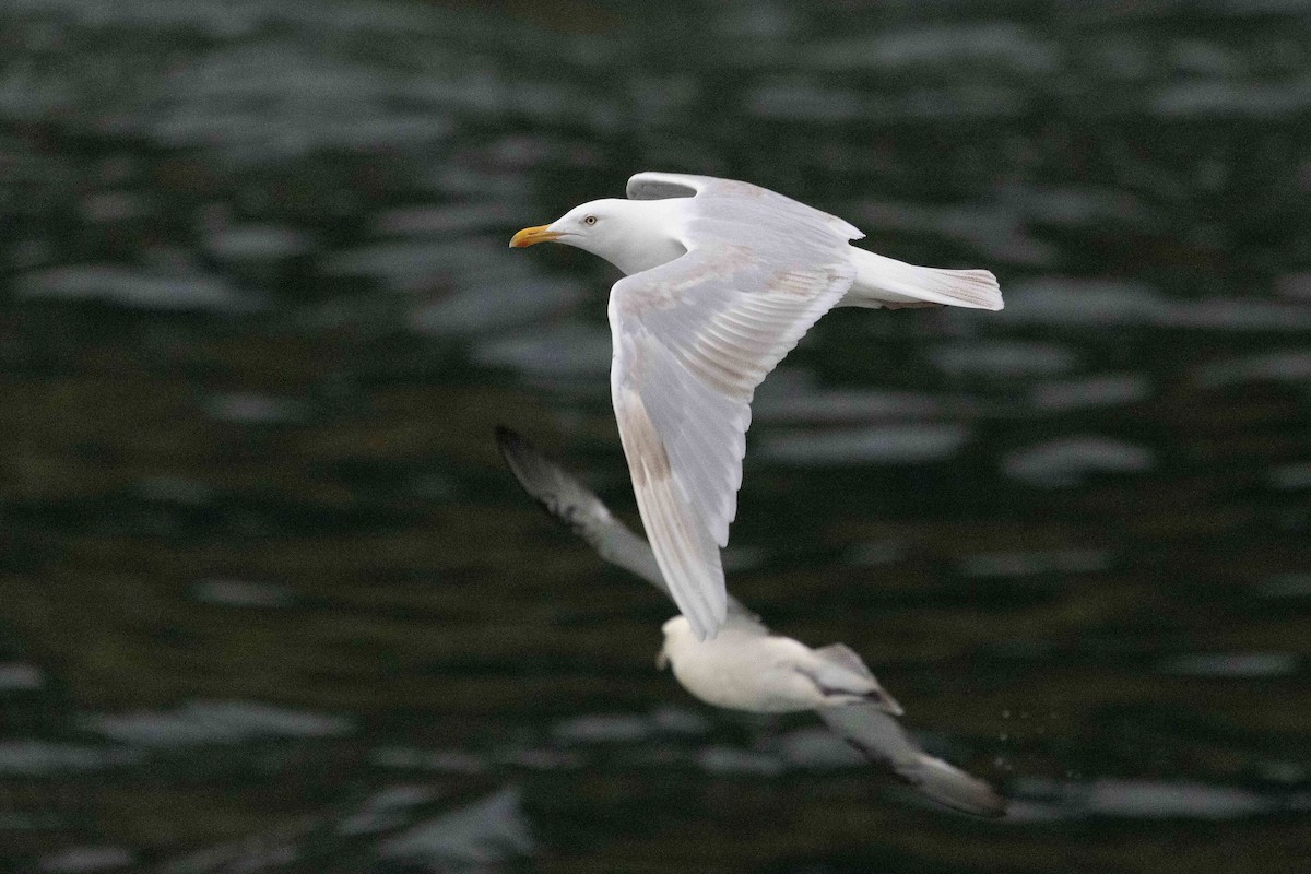 Eismöwe - ML646630861