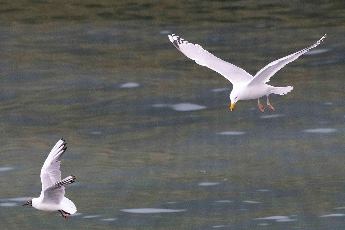 Mantelmöwe - ML646630865