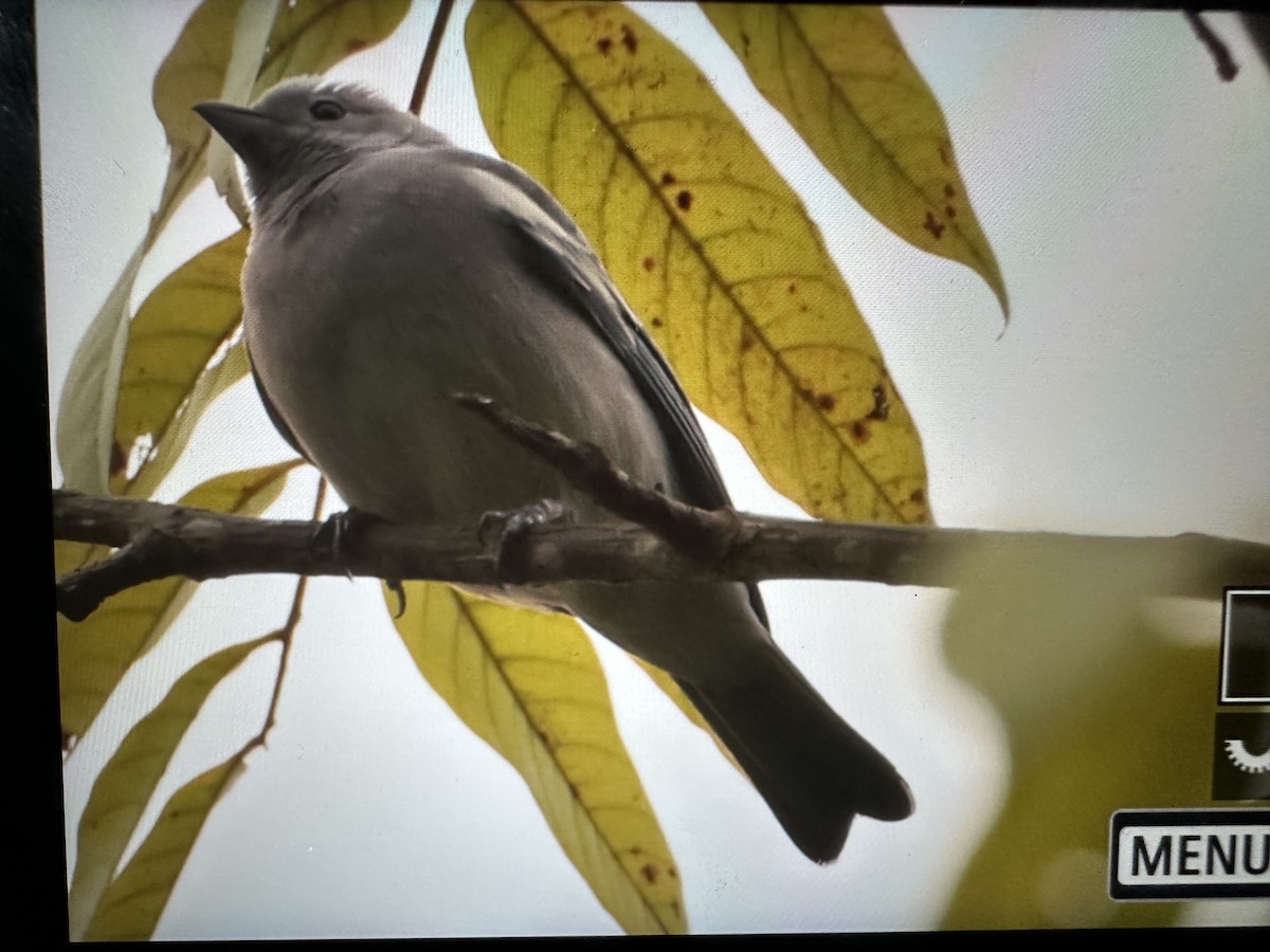 Bischofstangare - ML646630866