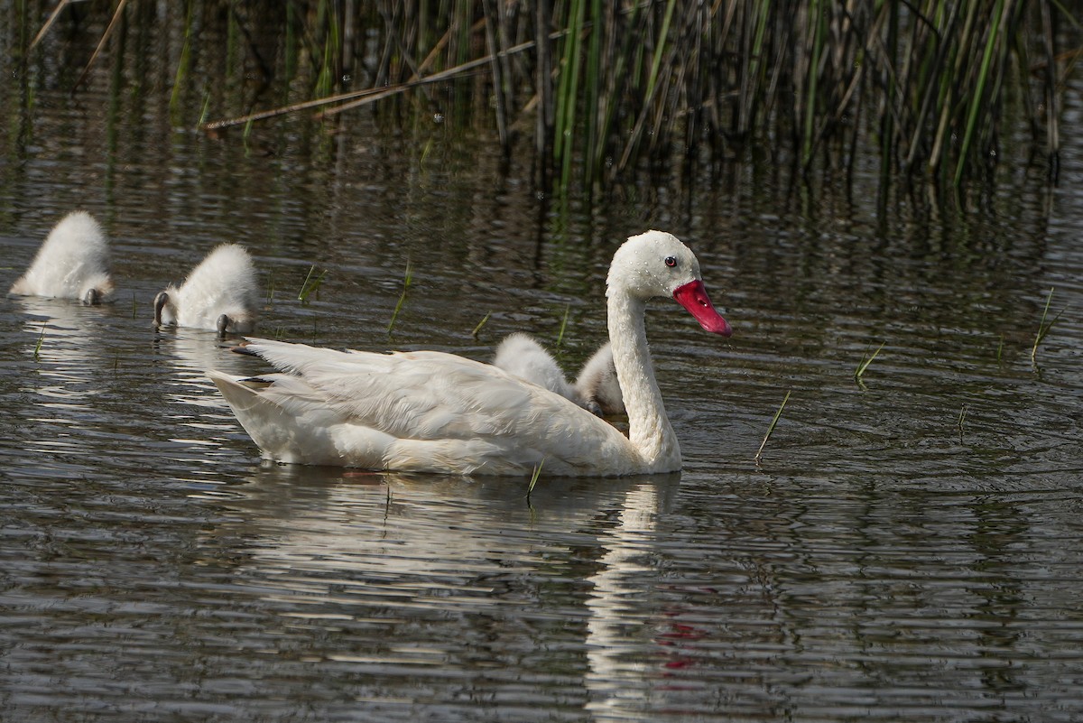 Coscorobaschwan - ML646630867