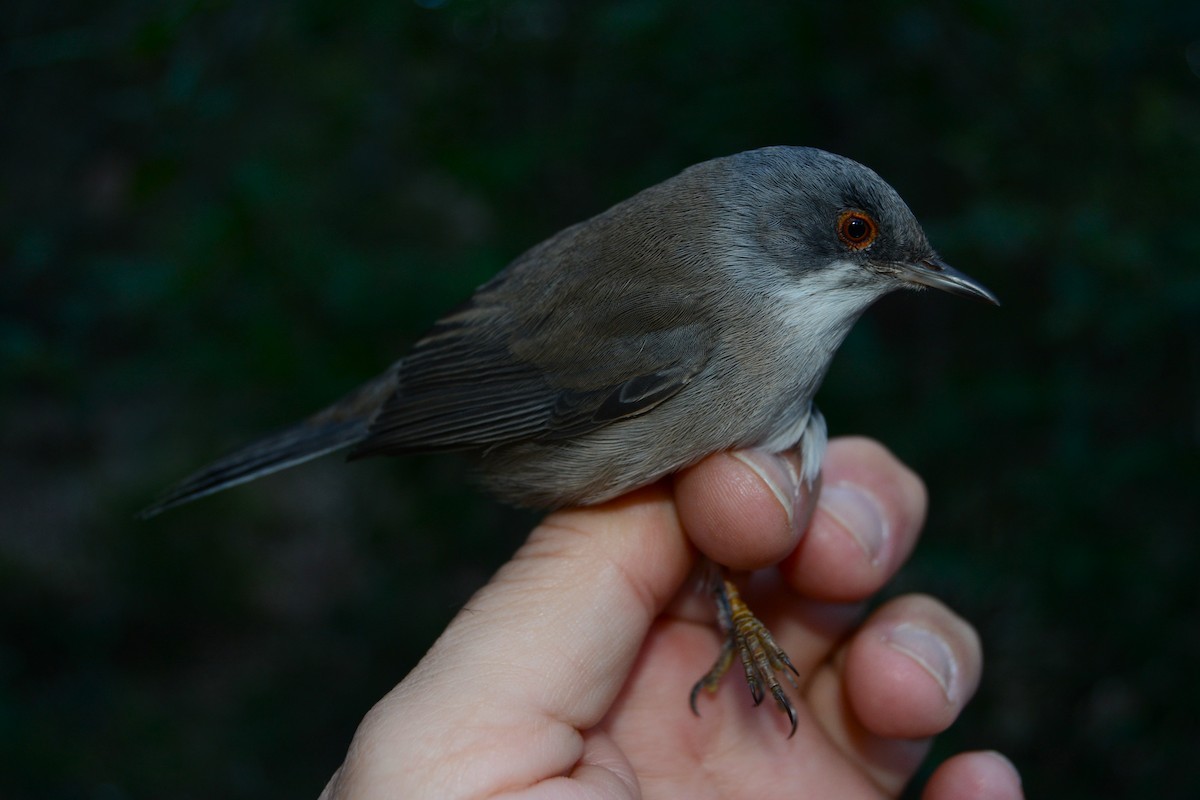Samtkopf-Grasmücke - ML646630876