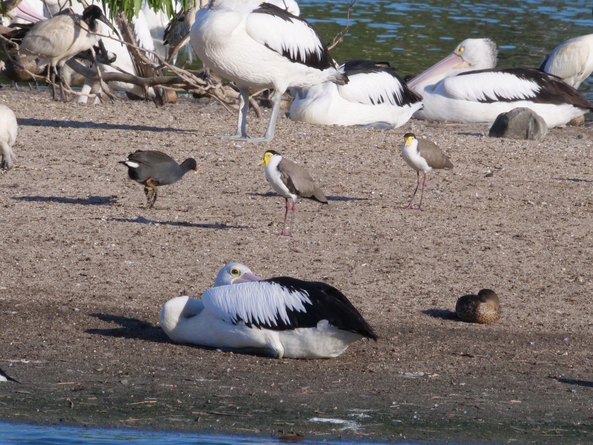 čejka australská - ML646630877