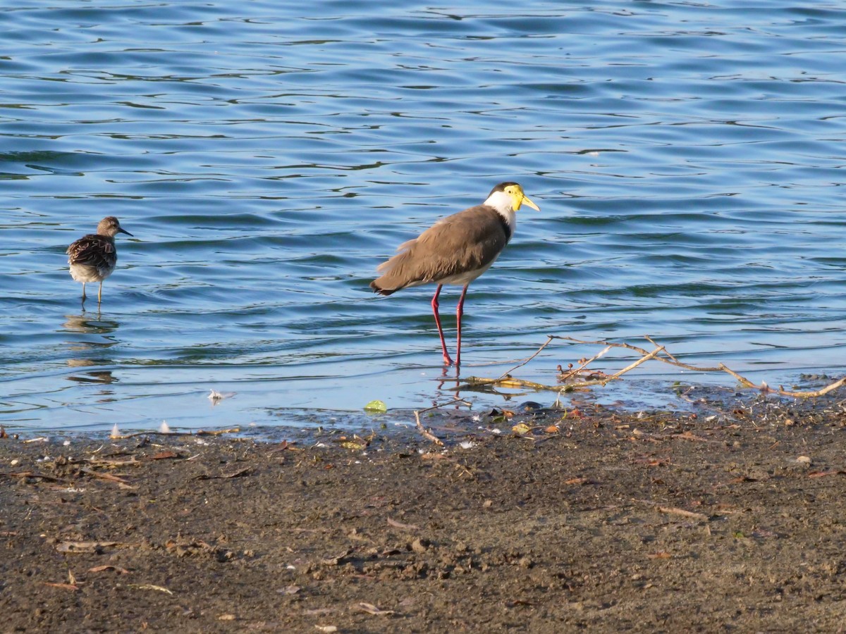 čejka australská - ML646630878