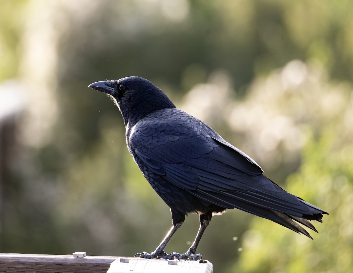 American Crow - ML646630886