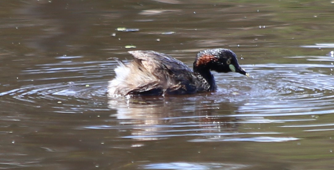 Txilinporta australasiarra - ML646630888