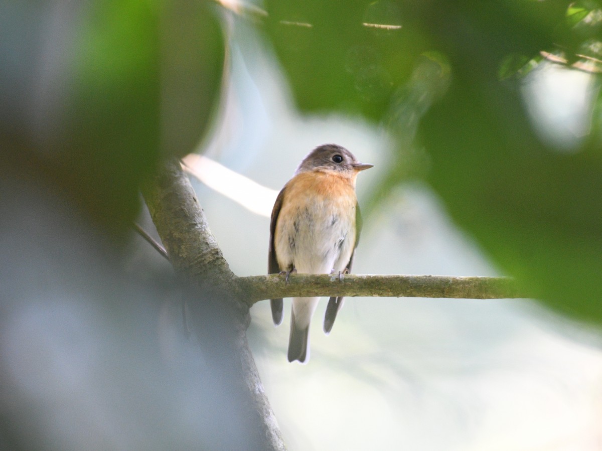 Hainan Blue Flycatcher - ML646630889