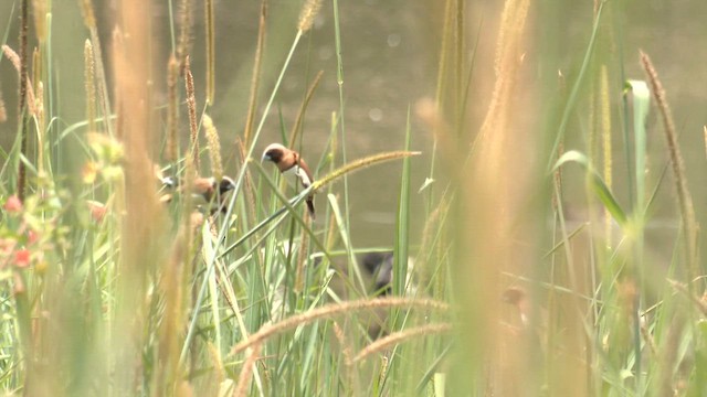 Мунія каштанововола - ML646630894