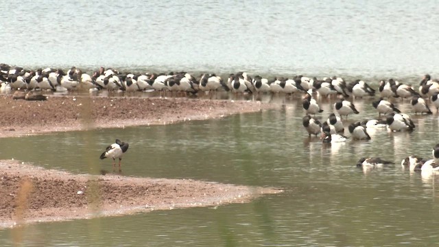 Урако - ML646630900