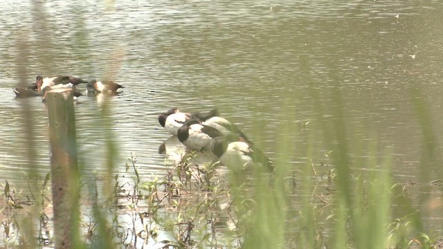 Урако - ML646630901